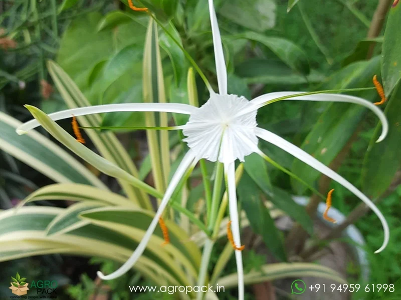 Hymenocallis-littoralis-Variegated-Spider-Lily1