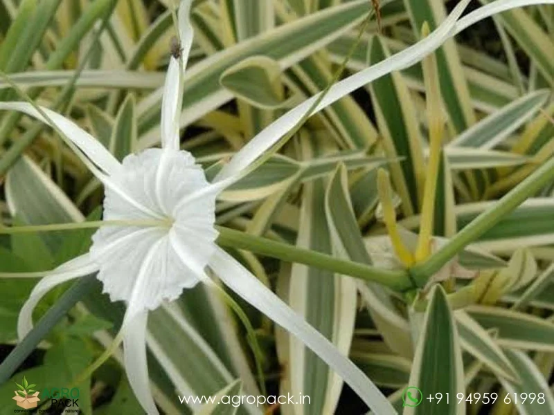 Hymenocallis-littoralis-Variegated-Spider-Lily2