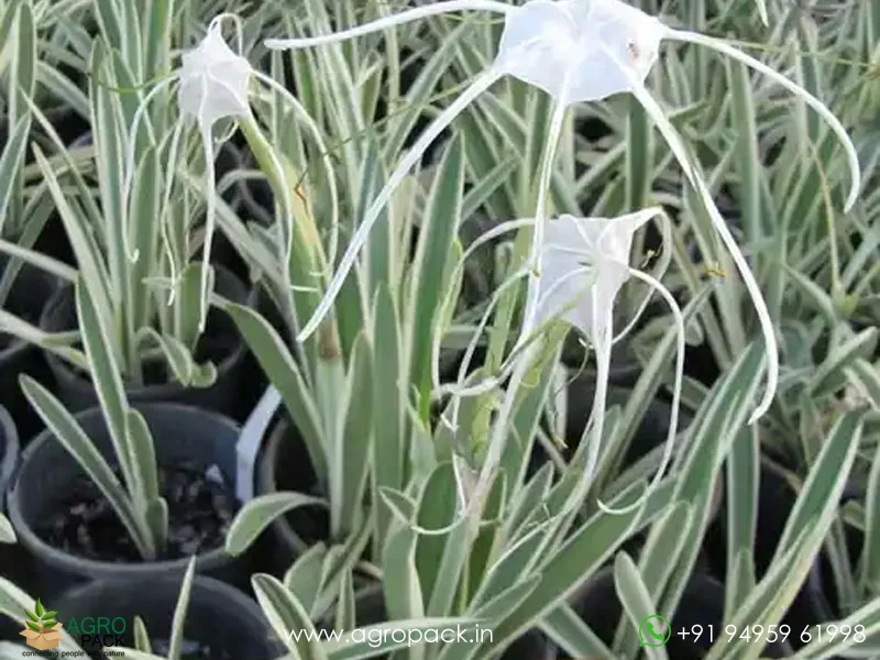 Hymenocallis-littoralis-Variegated-Spider-Lily4