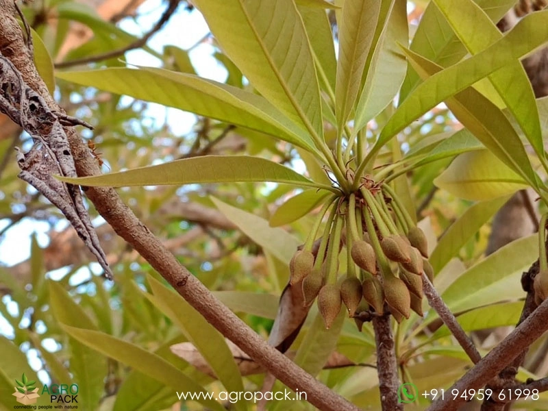 Iluppai-Madhuca-longifolia1
