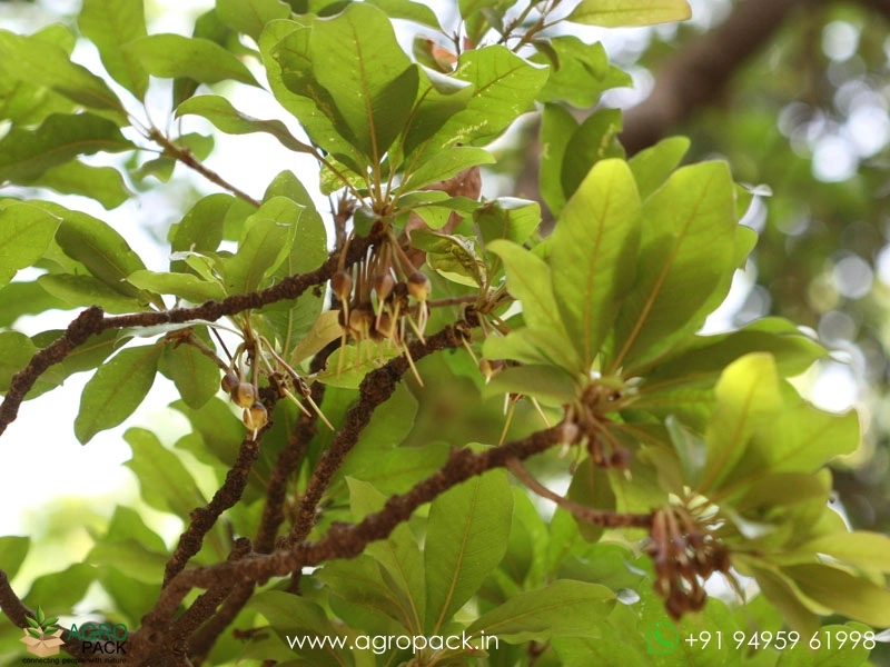 Iluppai-Madhuca-longifolia3