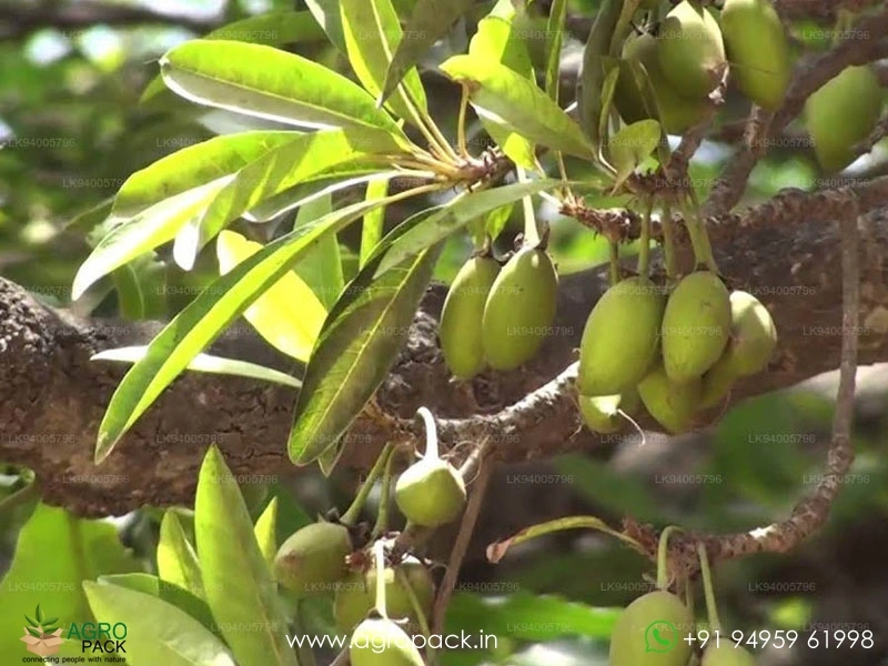 Iluppai-Madhuca-longifolia4