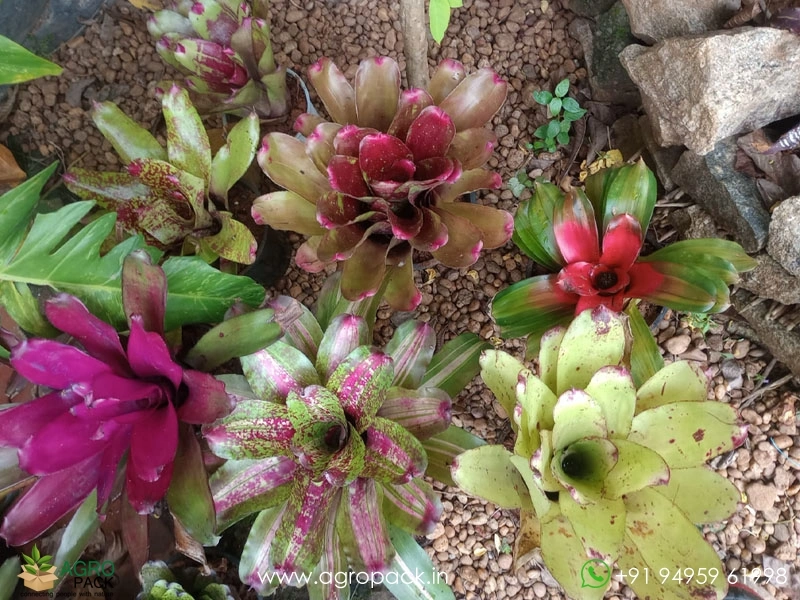 Imported-Bromeliad1