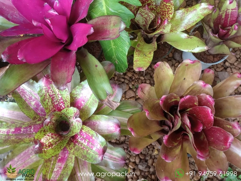 Imported-Bromeliad2