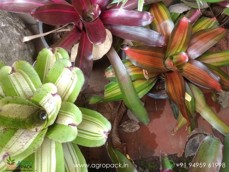 Imported-Bromeliad3