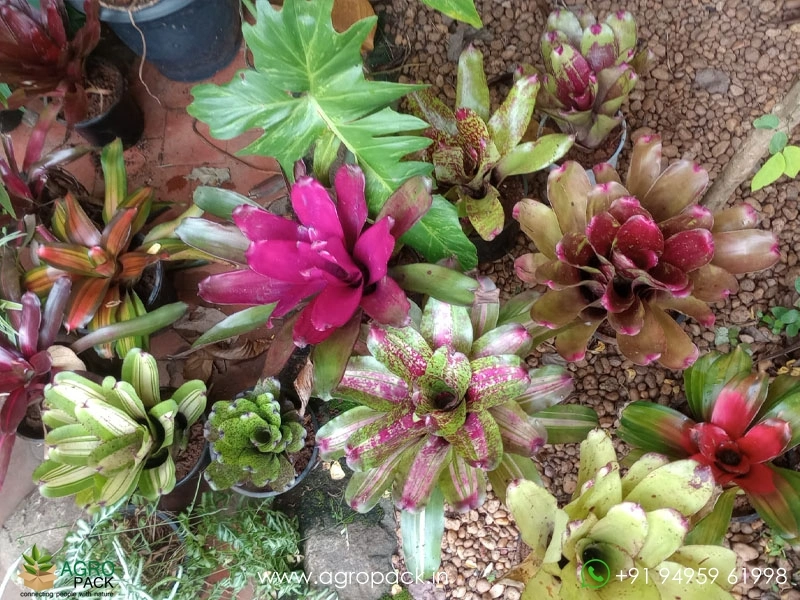 Imported-Bromeliad4