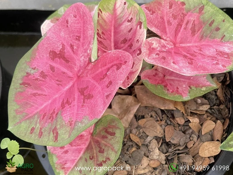 Imported-Caladium1