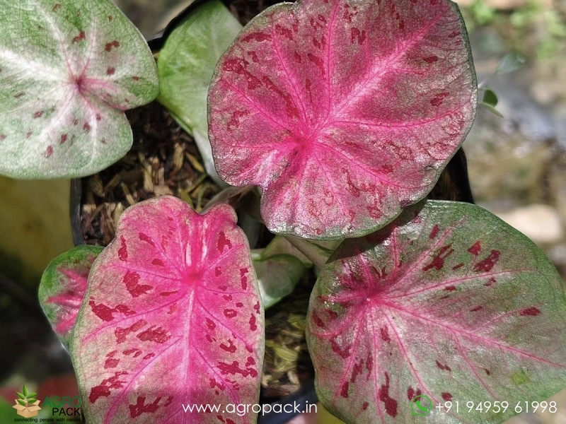 Imported-Caladium2