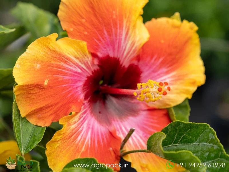 Imported-Hybrid-Chinese-Multi-Color-Hibiscus2