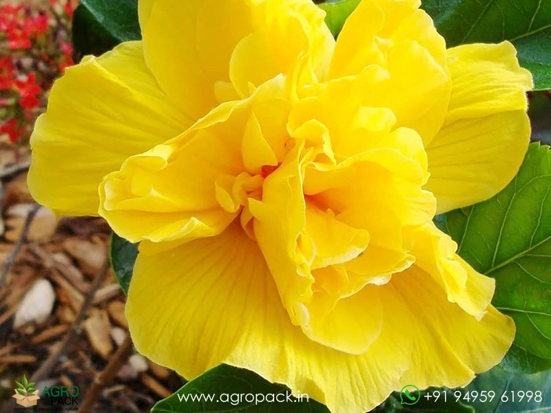 Imported-Hybrid-Multi-Layer-Yellow-Hibiscus3