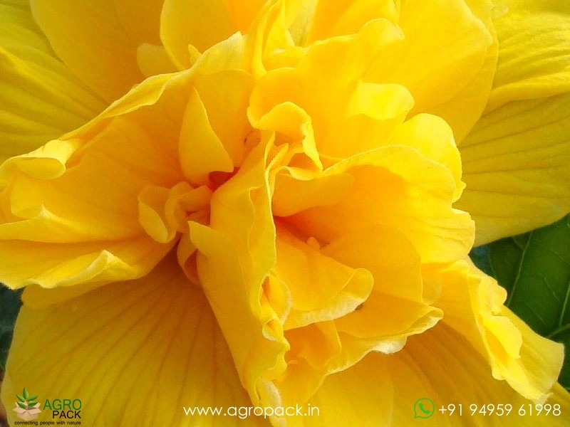 Imported-Hybrid-Multi-Layer-Yellow-Hibiscus4