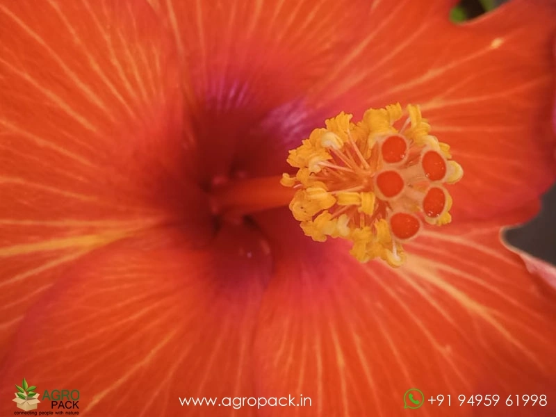 Imported-Hybrid-Red-Orange-Hibiscus3