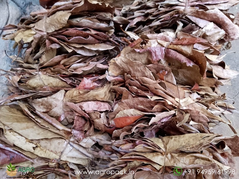 Indian-Almond12