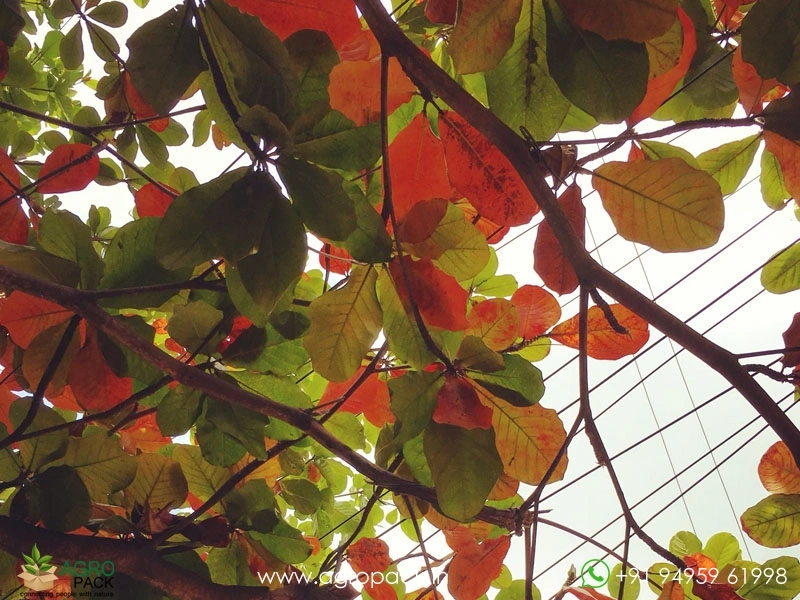 Indian-Almond16