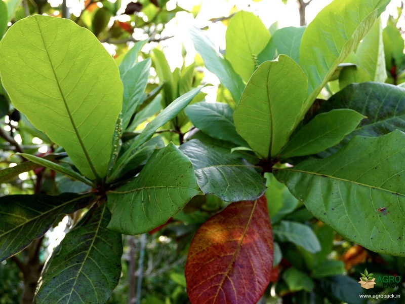 Indian-Almond4