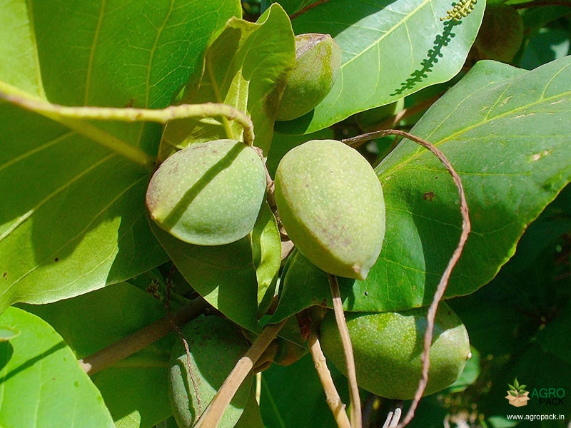 Indian Almond Tree Flower