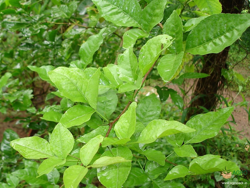 Indian Bael Plant For Sale In India