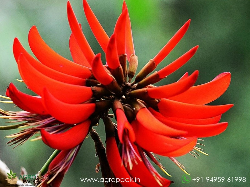 Indian-Coral1