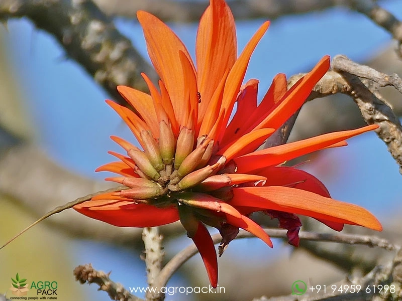 Indian-Coral3