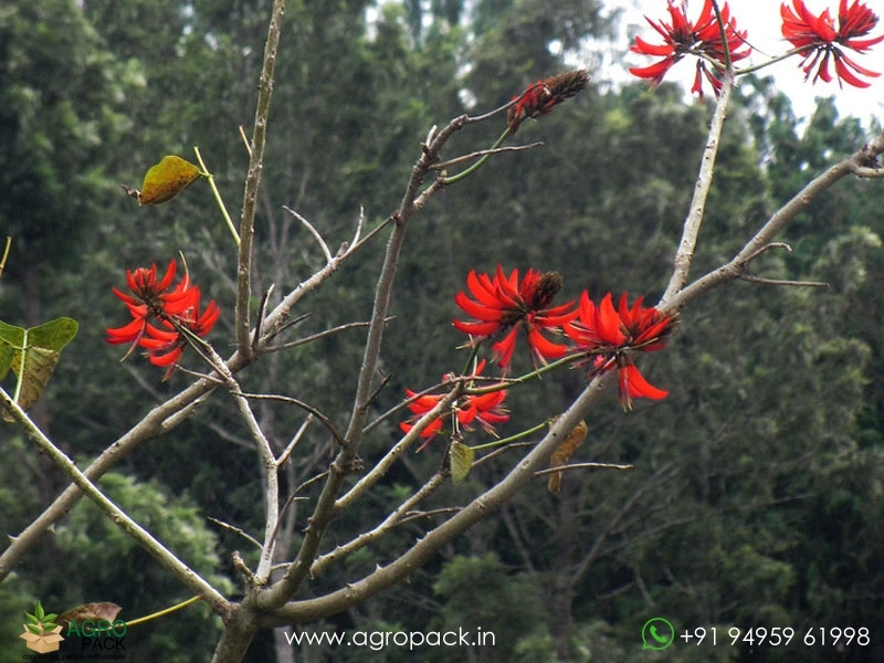 Indian-Coral4