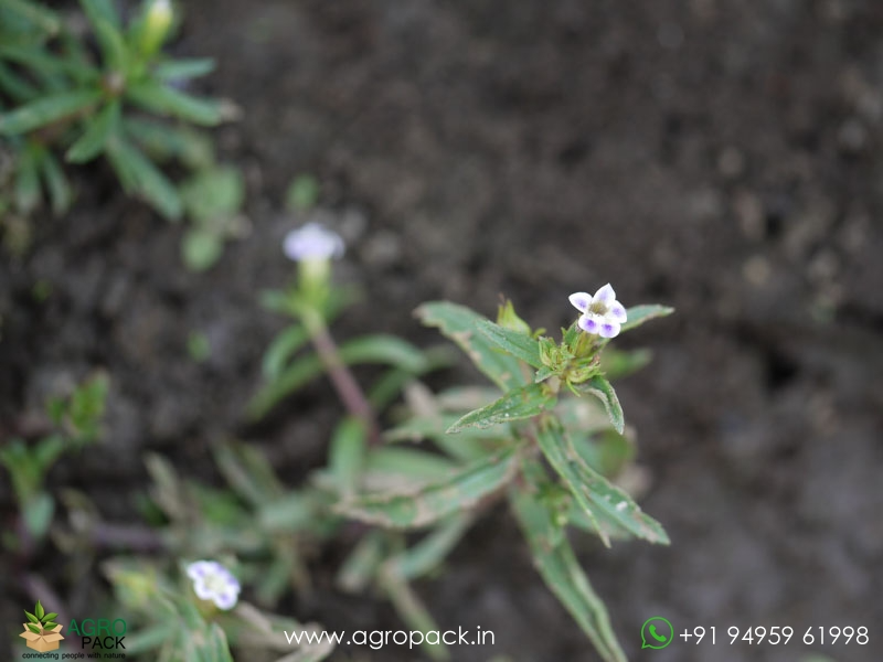 Indian-Marshweed-Limnophila-indica1
