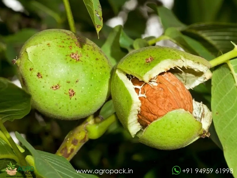 Indian-Walnut1
