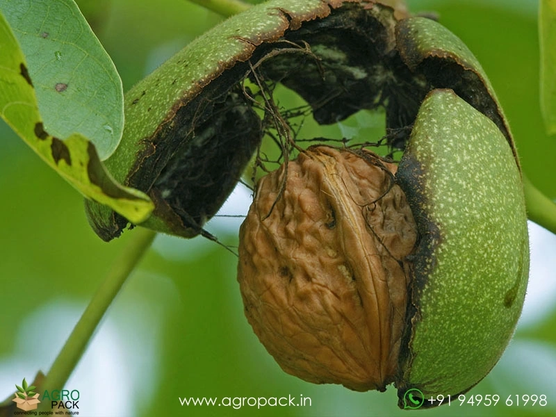 Indian-Walnut2