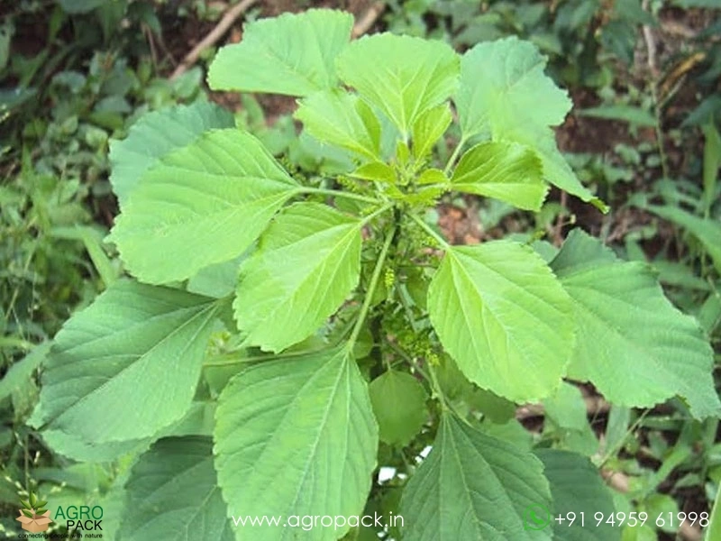 Indian-acalypha1