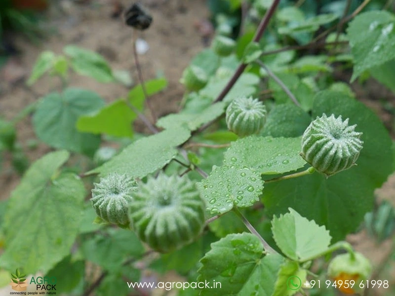 Indian-malow2