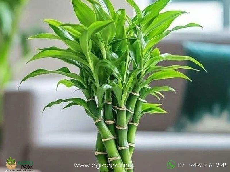 Indoor1