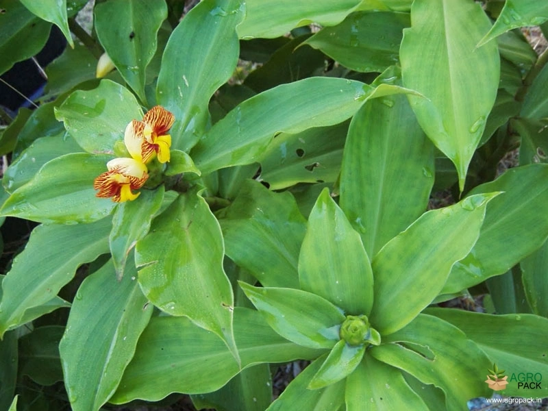 Insulin-Plant1