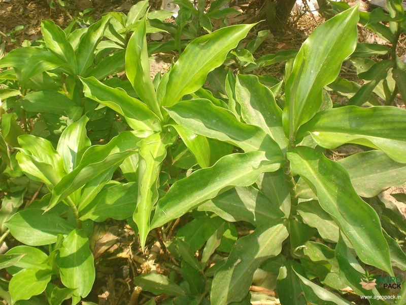 Insulin-Plant2