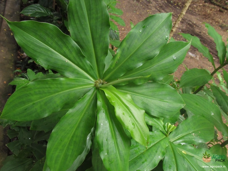 Insulin-Plant3
