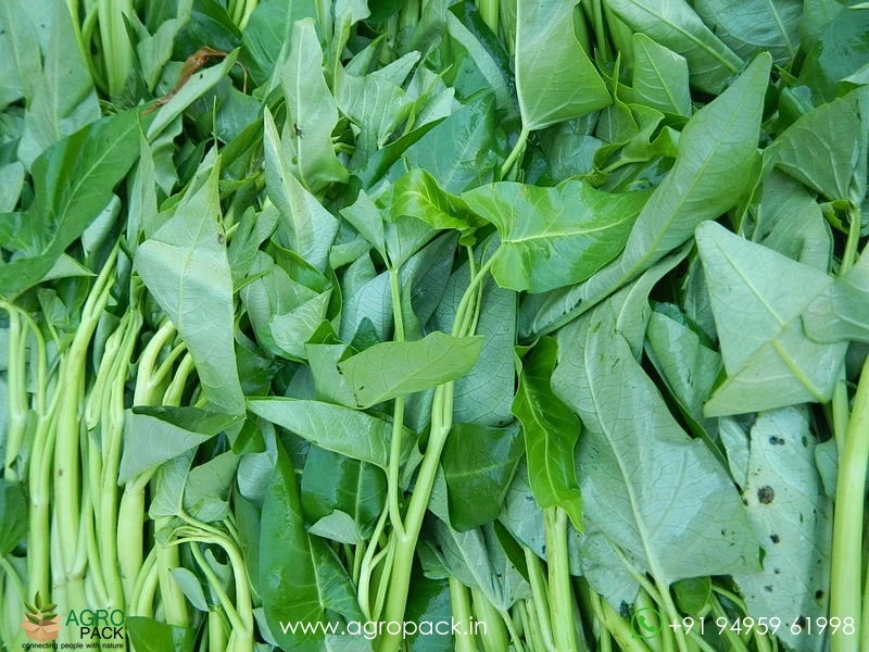 Ipomoea-aquatica4