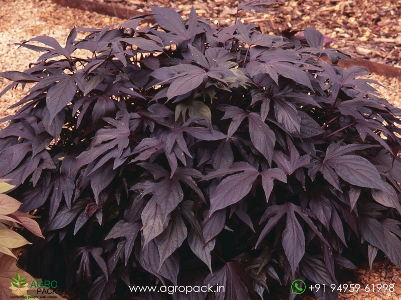 Ipomoea-batatas-Blackie2