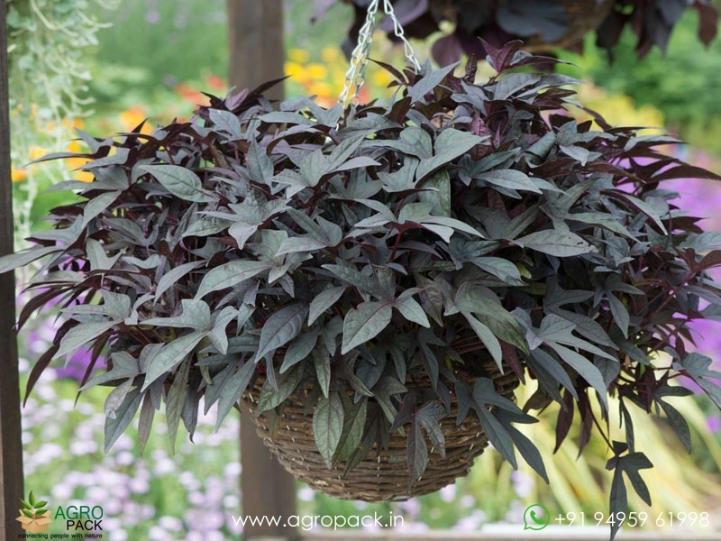 Ipomoea-batatas-Blackie3