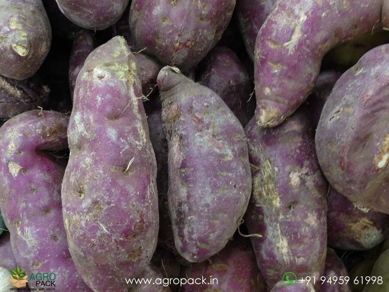 Ipomoea-batatas-Blackie4