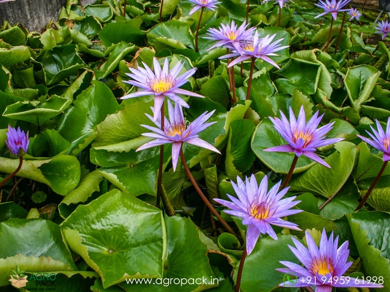 Islamorada-Tropical-Water-Lilly1