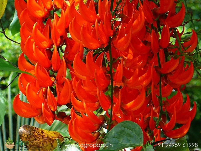 Jade-Vine-Red1