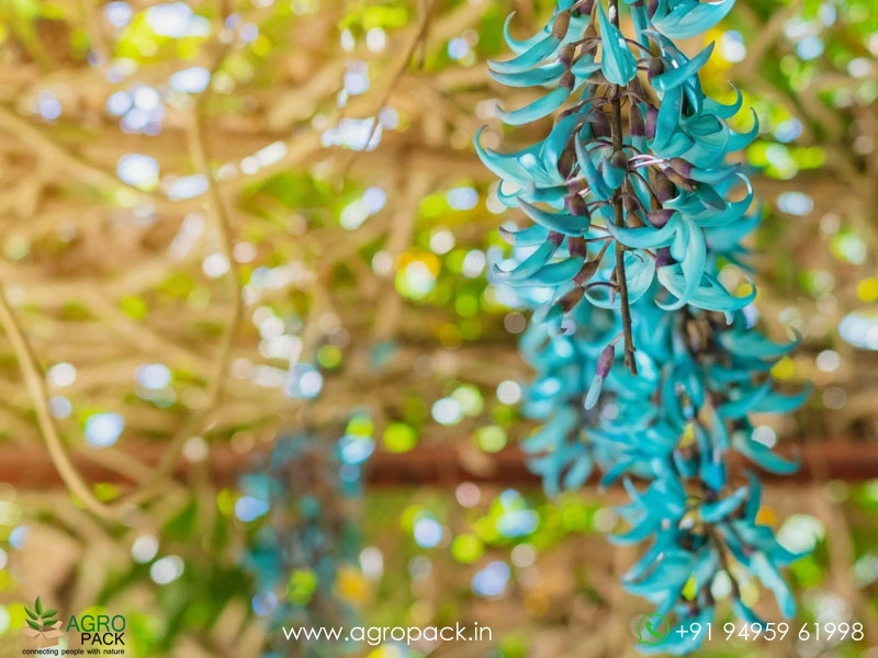 Jade-Wine-Blue3
