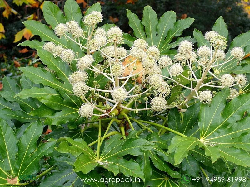 Japanese-Aralia2