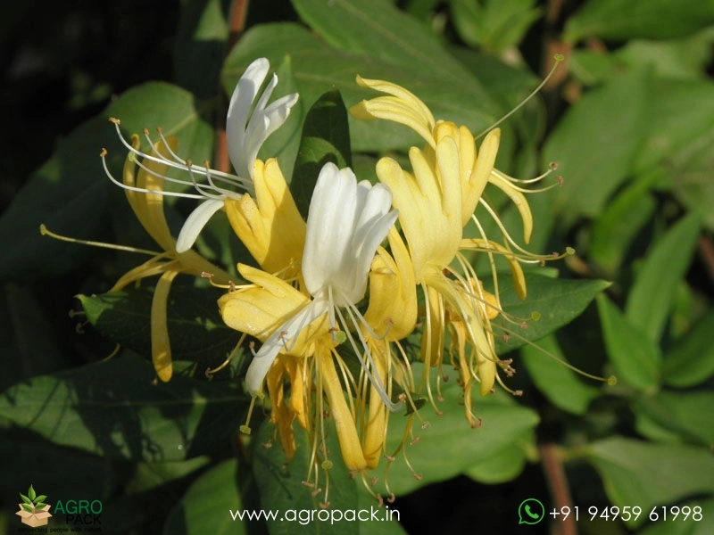 Japanese-Honeysuckle1
