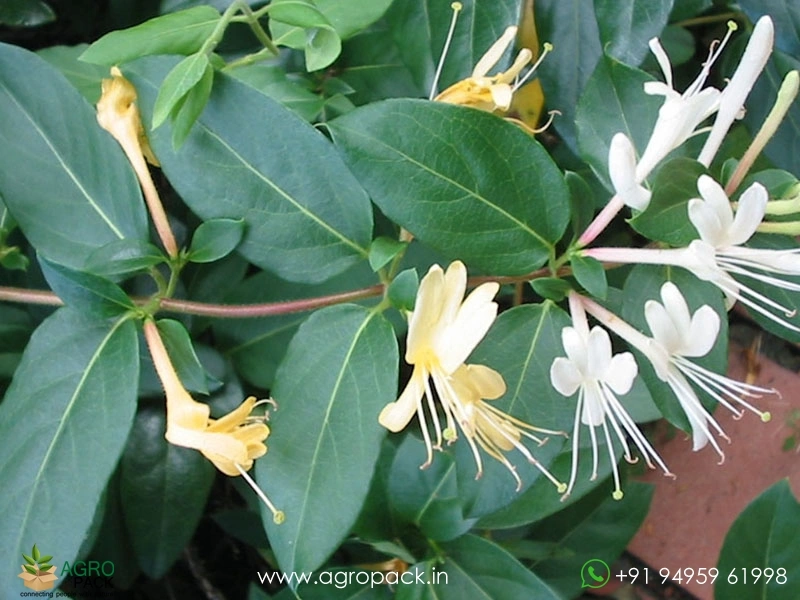 Japanese-Honeysuckle2