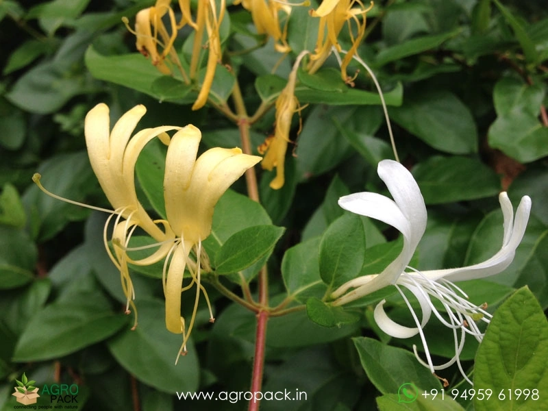 Japanese-Honeysuckle3