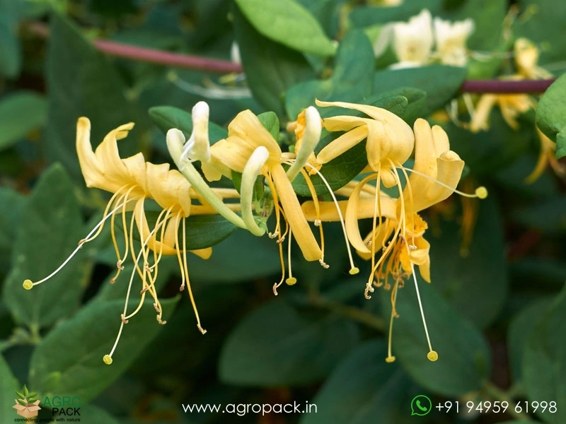 Japanese-Honeysuckle4