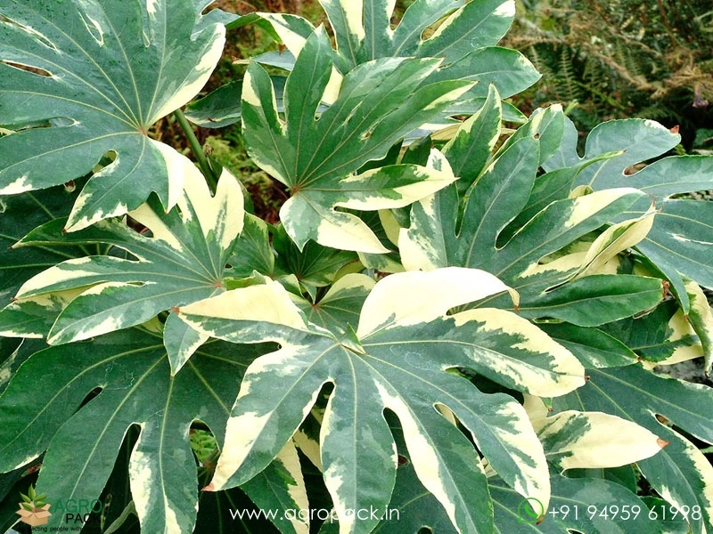 Japonica-Fatsia-Variegated1