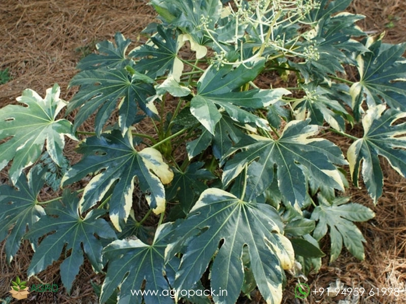 Japonica-Fatsia-Variegated4