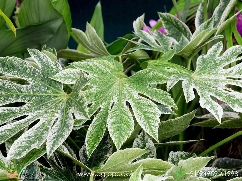 Japonica-Fatsia-Variegated6