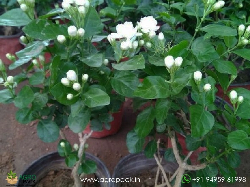 Jasmine1