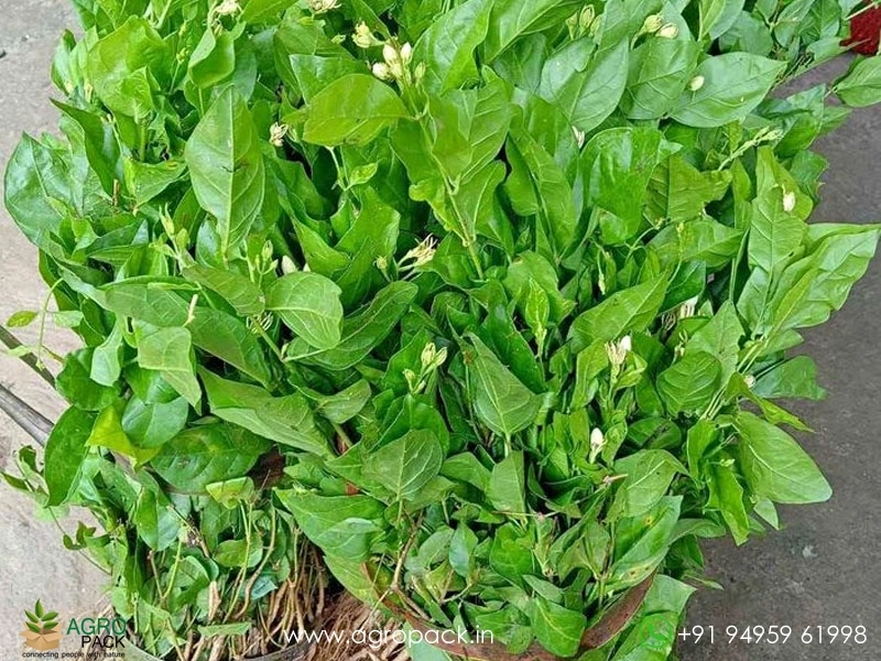 Jasmine2